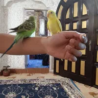 مرغ عشق|پرنده|خرمشهر, |دیوار