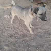 سگ افغان از رو‌‌‌‌‌‌‌ستای چخماق  باخرز