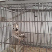 سره خاکی ابلق شاه تخم بینظر|پرنده|قرچک, شهرک طلائیه|دیوار