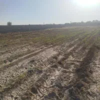زمین-باغی