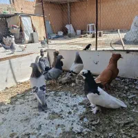 ماده بهبهانی|پرنده|شیراز, کوزه گری|دیوار