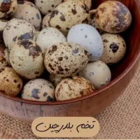 تخم بلدر چین