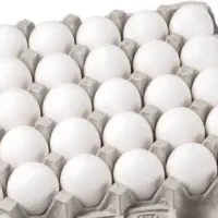 فروش و پخش تخم مرغ