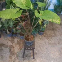 حراج گلهای اپارتمانی فقط برای روز پدر