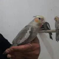 عروس هلندی.مرغ عشق.مینا.دستی. کاسکو