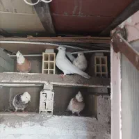 فروش طوقی اصل