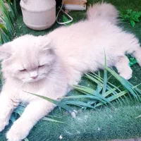 گربه|گربه|تهران, بریانک|دیوار