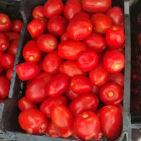 رب خانگی|خوردنی و آشامیدنی|سبزوار, قصبه اب یمین|دیوار