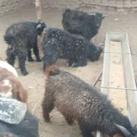 کهره چاق وطنی