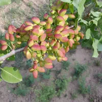تهاتر خانه باغ پسته سنددار ، بر اتوبان ، داخل بافت|فروش خانه و ویلا|تهران, شهرک شریعتی|دیوار