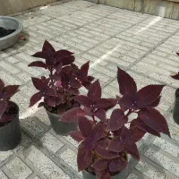 گل حسن یوسف.گل طبیعی