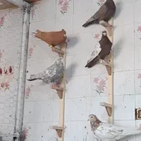 کبوتر|پرنده|شیراز, کوزه گری|دیوار