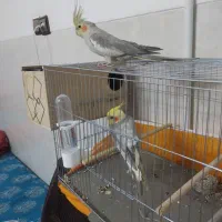 جفت عروس هلندی|پرنده|یزد, |دیوار