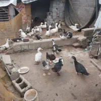 قاز بوقلمون اردک اسرائیلی با اردک محلی|حیوانات مزرعه|لولمان, |دیوار