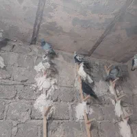 ۲۰ تا پلاکی