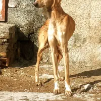 سگ تازی|سگ|ماهیدشت, |دیوار