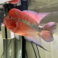 ماهی فلاور|ماهی|پاکدشت, پاکدشت (مامازند)|دیوار