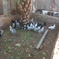 تخم مرغ گلین ریشو چهل پنگوهنی|خوردنی و آشامیدنی|شوشتر, |دیوار