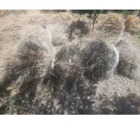 علف خشک ۶۰۰باغ/ بسته/قیمت ۱۰بسته ۱۲۰۰ هزارتومان