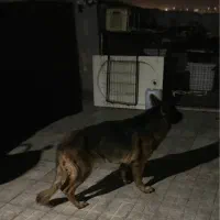 سگ ژرمن|سگ|بندرعباس, |دیوار