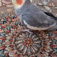 عروس هلندی نر