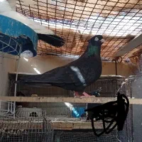 زاغ