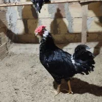 خروس گلین اصل