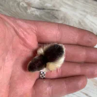 جوجه بلدرچین مینیاتوری