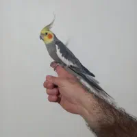 عروس هلندی نردستی سرحال