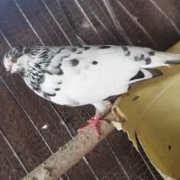 تعدادی پرنده