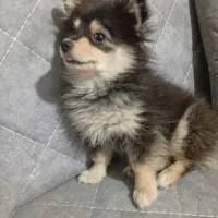 واگذاری سگ پاکوتاه نژاد دار|سگ|گنبد کاووس, |دیوار