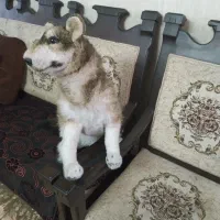 سگ هاپو|اسباب‌بازی بچه|اسلام‌شهر, مظفریه|دیوار