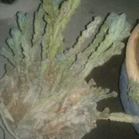 کاکتوس صخره ای