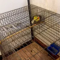 عروس هلندی سینامون نر