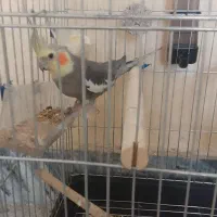 ع روس هلند ی