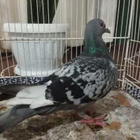 آلمانی مسافتی