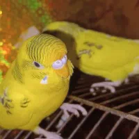 دو عدد مرغ عشق نر