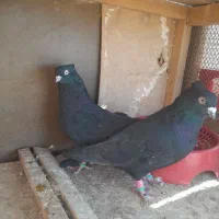 چنتاپرنده فروشی|پرنده|آباده, |دیوار