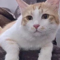 گربه نر
