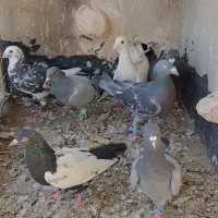 پرنده کبوتر کفتر