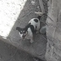 سگ باکوتا