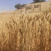 زمین-فاز-3ابشورک