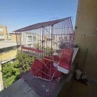 قفس پرنده