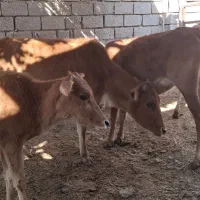 گاو با گوساله ابستن|حیوانات مزرعه|شادگان, |دیوار