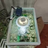 اکواریوم با لوازم|ماهی|ایلام, |دیوار