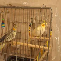 سلام یک جفت عروس هلندی با۳ عدد جوجه|پرنده|قدس, شهر‌قدس|دیوار