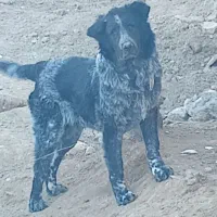 ی قلاده توله ۵ ماهه فروشی