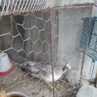 فروش طاووس مصری ماده