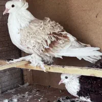 کبوتر جکسون