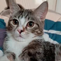 گربه ها|گربه|ساری, |دیوار